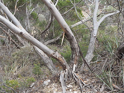 Eucalyptus socialis ssp. socialis pl Denzel Murfet Hallelujah Hills